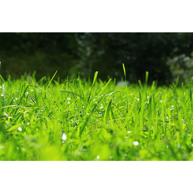 Weed Wall Mural Water Mildew Resistant Environment Friendly Wall Decor for Bedroom