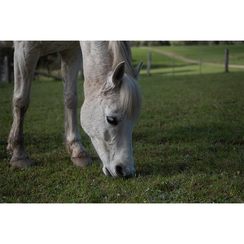 Galloping Horse Murals for Living Room Contemporary Style ,Customized Size