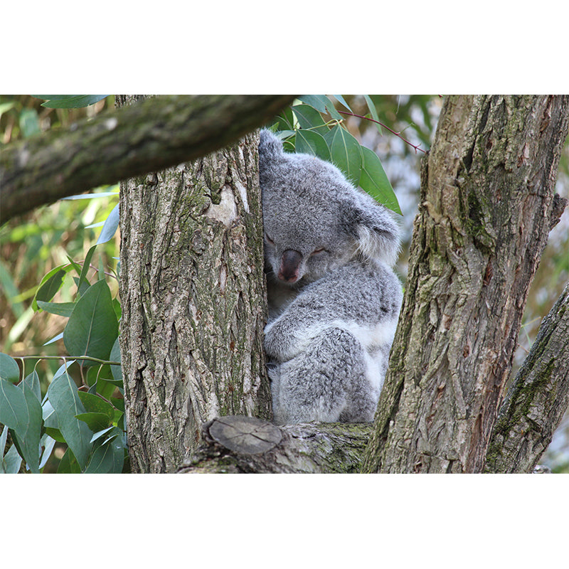 Koala Animals Mural Wallpaper Washable Living Room Wall Decor, Moisture Resistant