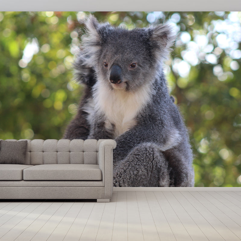 Koala Animals Mural Wallpaper Washable Living Room Wall Decor, Moisture Resistant