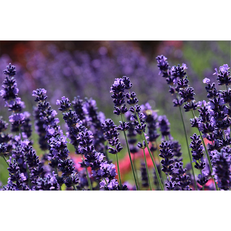 Blooming Lavender Wall Mural Decal for Living Room Bedroom, Stain Resistant