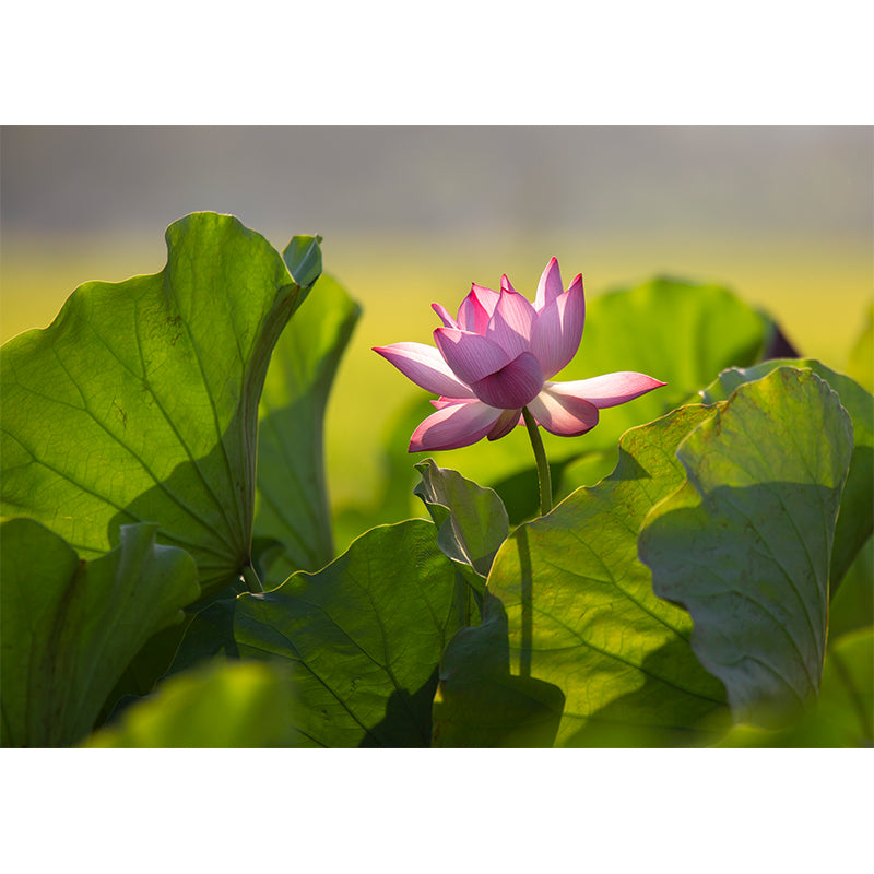 Lotus Leaf and Lotus Mural Wallpaper Stain-Resistant Wall Decor for Guest Room