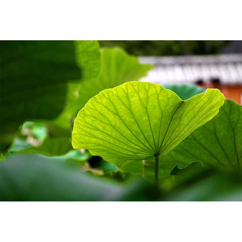 Green Lotus Leaf Mural Wallpaper Stain Resistant Wall Covering for Living Room