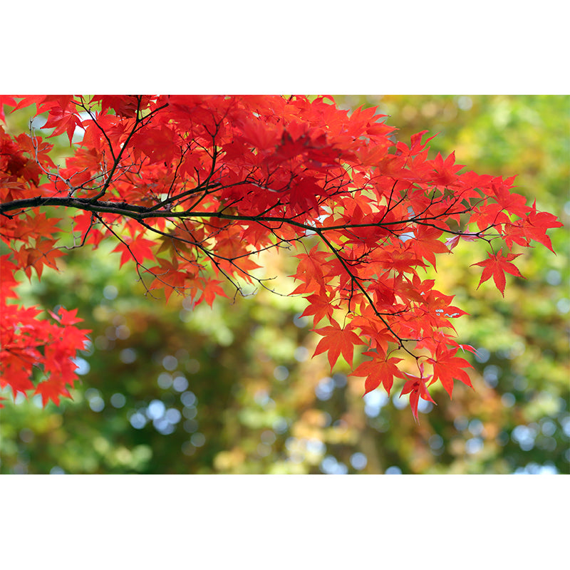 Fall Leaves Mural Wallpaper for Girl Bedroom Customised Size Wall Covering