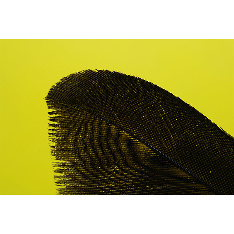 Light Plumage Mural Decal for Girls Bedroom, Waterproofing, Personalised