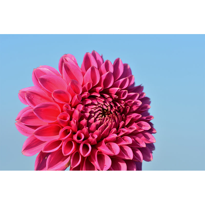 Fragrant Dahlia Mural Wallpaper for Girl Bedroom, Custom Size Available