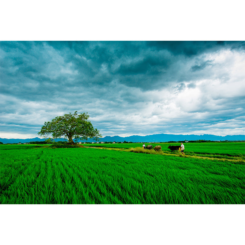 Contemporary Wheat Field Mural Wall Decor Mildew Resistant Wall Mural Wall Art