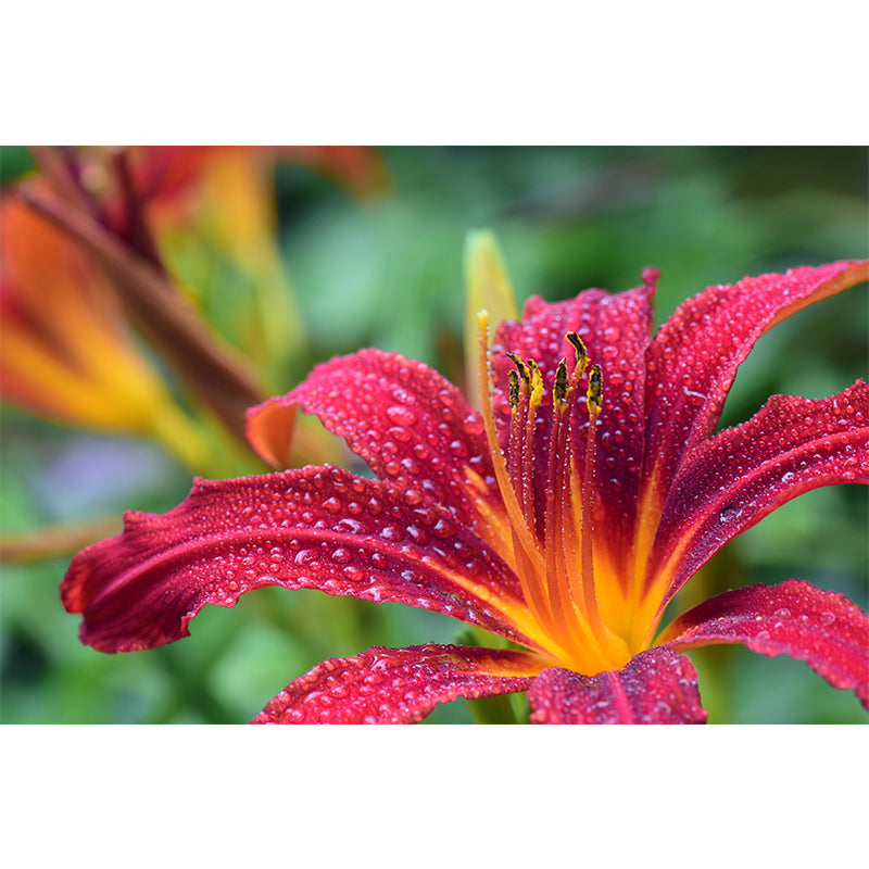 Customized Blooming Flowers Mural Decal Environmental Wallpaper for Living Room Wall Art