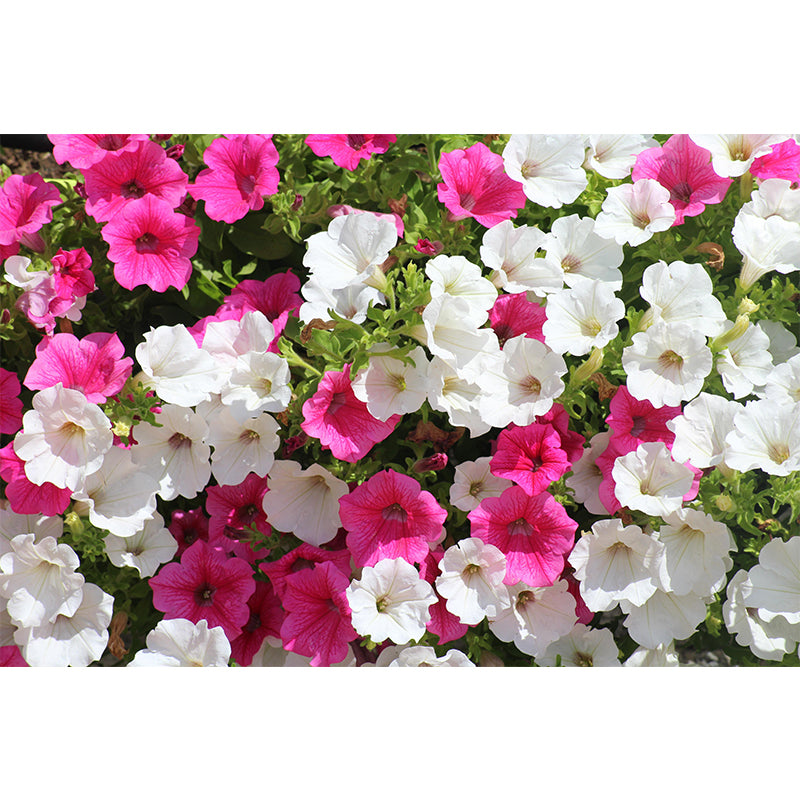 Petunias Flowers Wallpaper Mural Decal Customized Modern Wall Covering for Bedroom