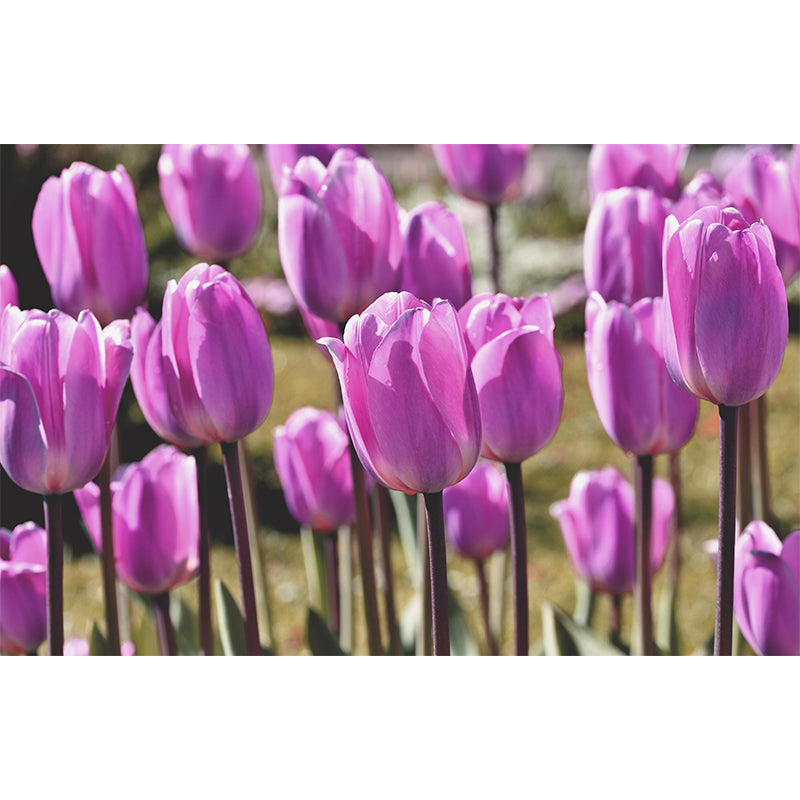 Tulips Wallpaper Mural Decal Customized Modern Wall Covering for Bedroom