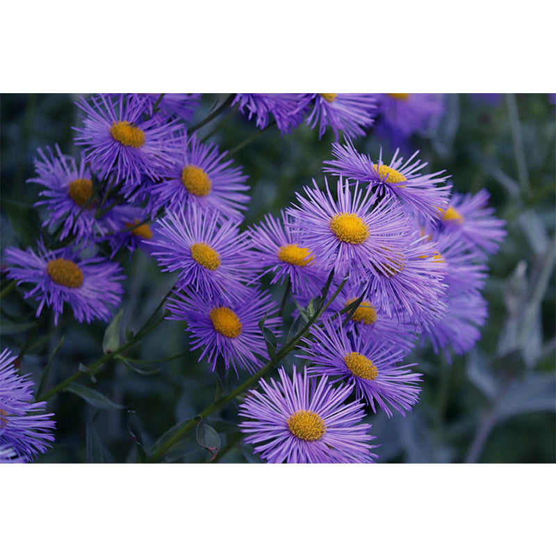 Customized Asters Mural Decal Eco-friendly Wallpaper for Living Room Wall Art