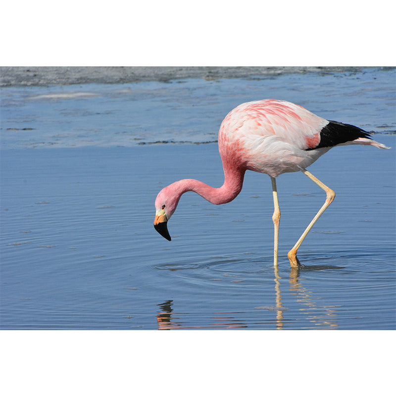 Photography Flamingo Mural Wall Decor Mildew Resistant Wall Mural for Decoration
