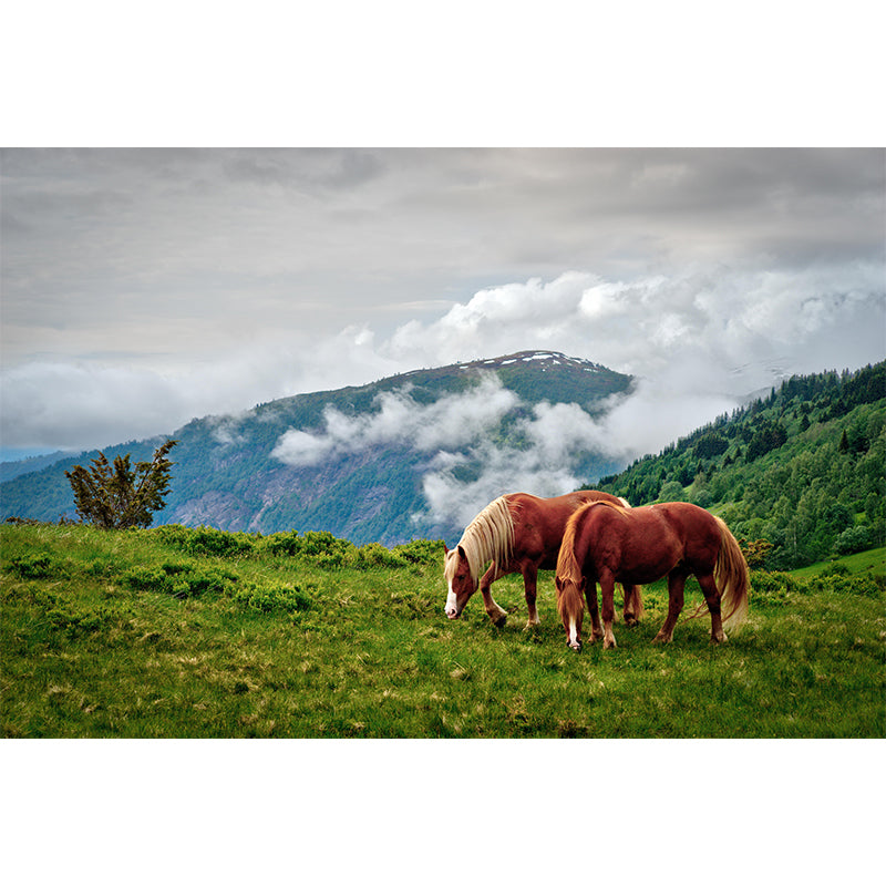 Photography Horses Mural Wall Decor Mildew Resistant Living Room Wall Mural for Decoration