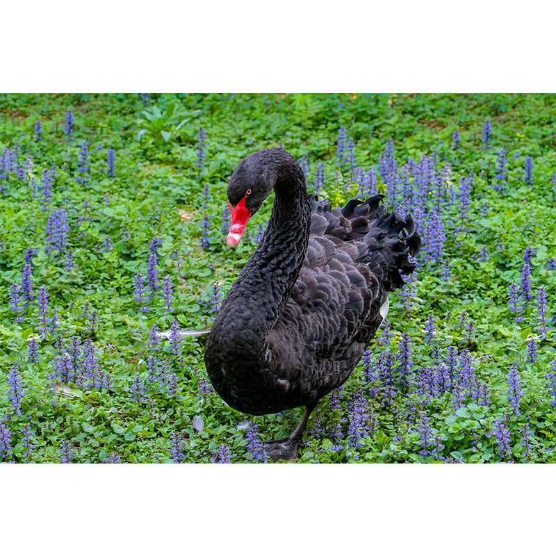 Black Swan Wallpaper Mural Decal Customized Modern Wall Covering for Bedroom