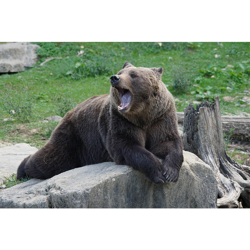 Modern Bear Mural Wall Decor Mildew Resistant Living Room Wall Mural Wall Art