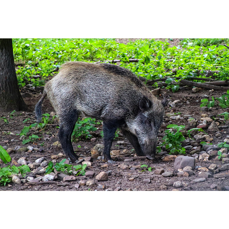 Photography Wild-Boar Mural Wall Decor Mildew Resistant Living Room Wall Mural for Decoration
