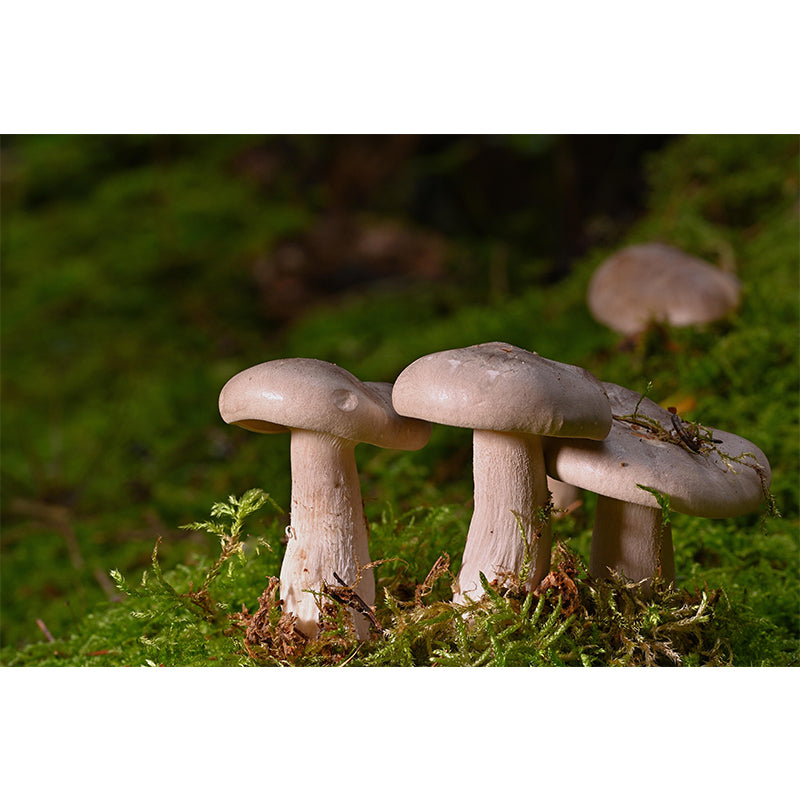 Photography Toadstool Mural Wallpaper Eco-friendly Contemporary Wall Murals