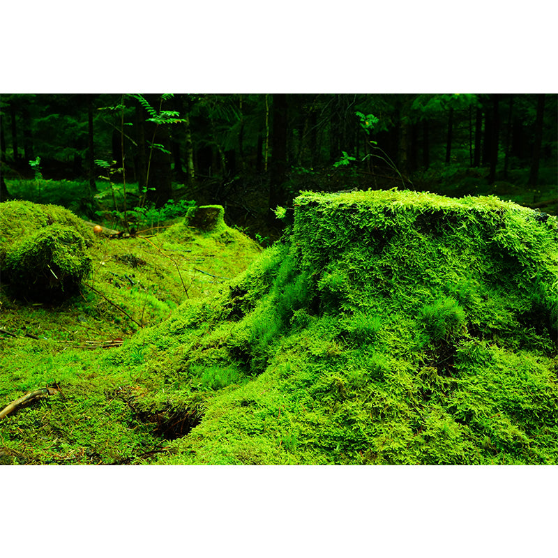 Bright Color Moss Painting Mural Decal Modern Stain-Proof Wall Covering