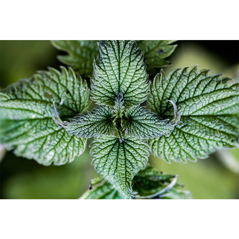 Customized Medicinal Plants Mural Wallpaper Nettle Painting Mildew Resistant