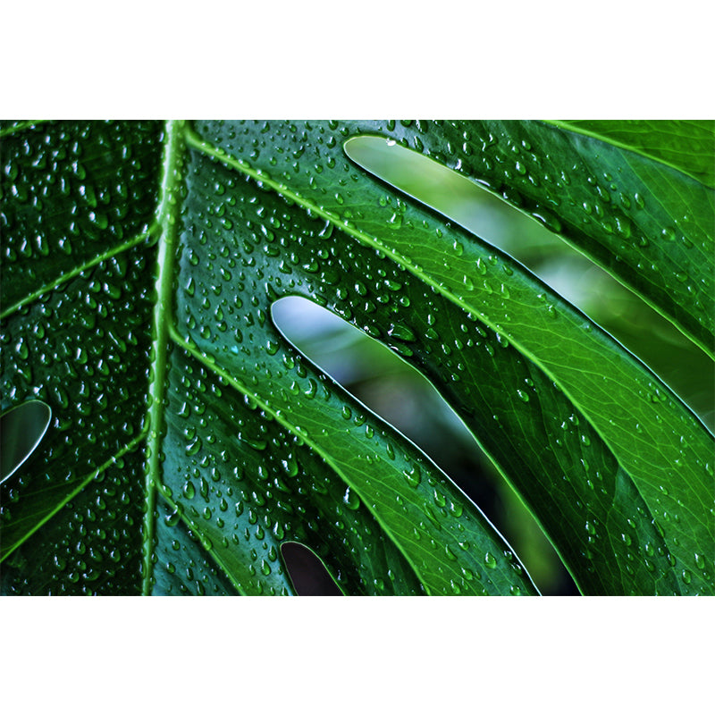 Customized Tropical Monstera Mural Wallpaper Kitchen Murals Backsplash Mildew Resistant