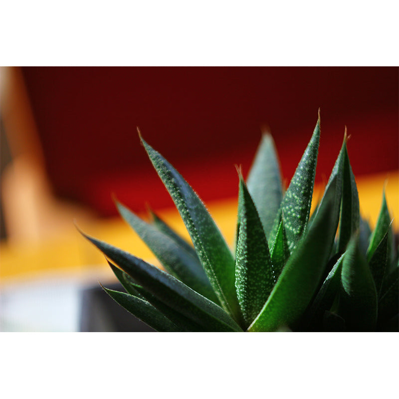 Green Plant Wall Covering Customized Size Wall Mural for Study Room, Washable