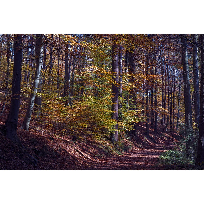 Simple Forest Photo Stain Resistant Mural Decal Modern Wall Decor for Sleeping Room