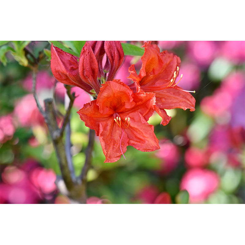 Modernist Rhododendron Murals Decal Stain Resistant Wall Art for Girls' Bedroom