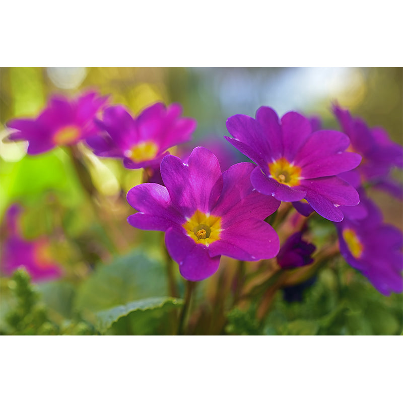 Flower Photo Stain Resistant Mural Decal Modern Wall Decor for Sleeping Room