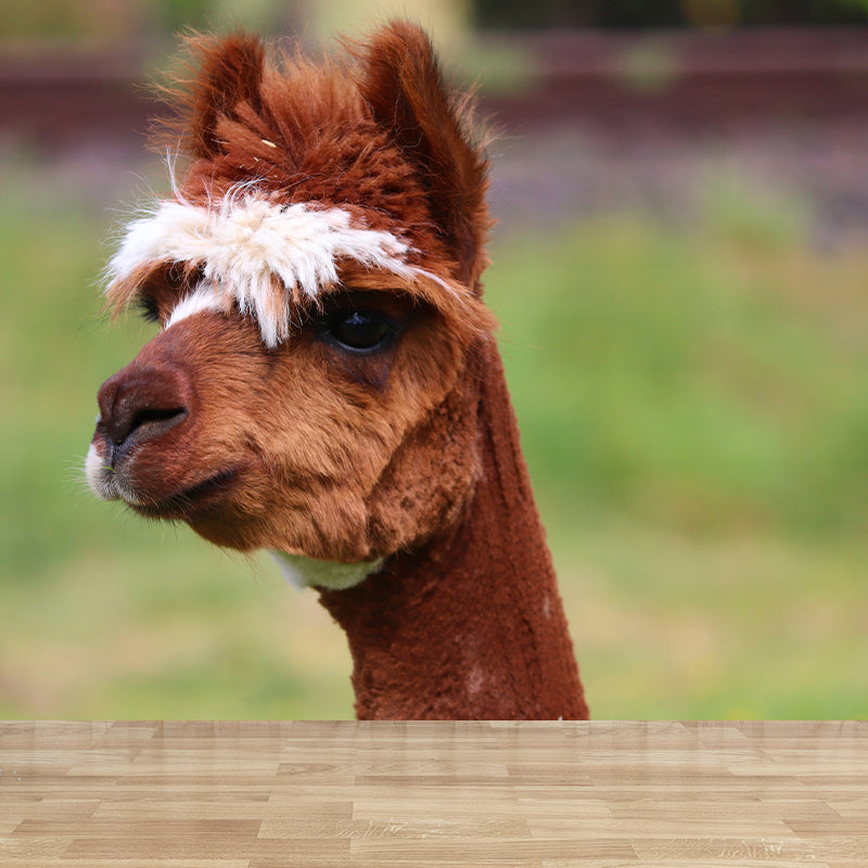 Cute Alpaca Wall Murals for Home Decoration Custom Wall Decor, Waterproofing