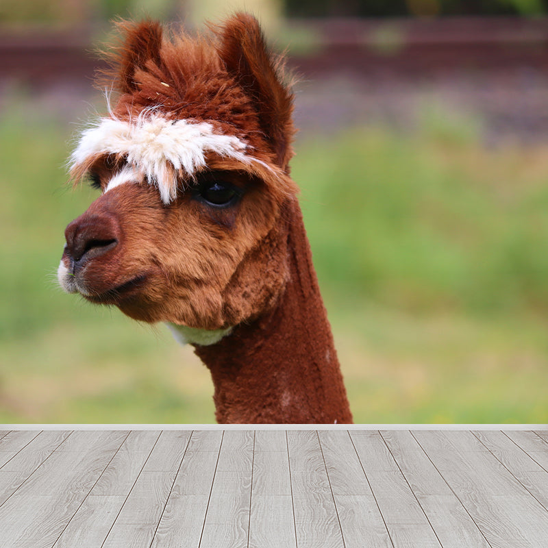 Cute Alpaca Wall Murals for Home Decoration Custom Wall Decor, Waterproofing