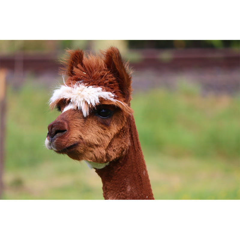 Cute Alpaca Wall Murals for Home Decoration Custom Wall Decor, Waterproofing