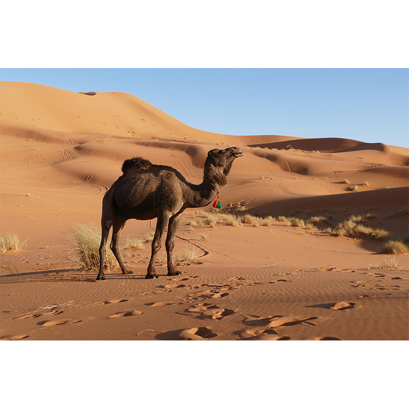 Camel Animal Murals Decal Washable Stain Resistant, Bedroom Wall Decoration