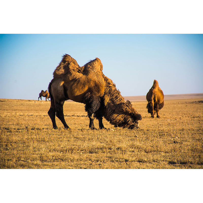 Camel and Desert Stain Resistant Mural Decal Modern Wall Decor for Gust Room