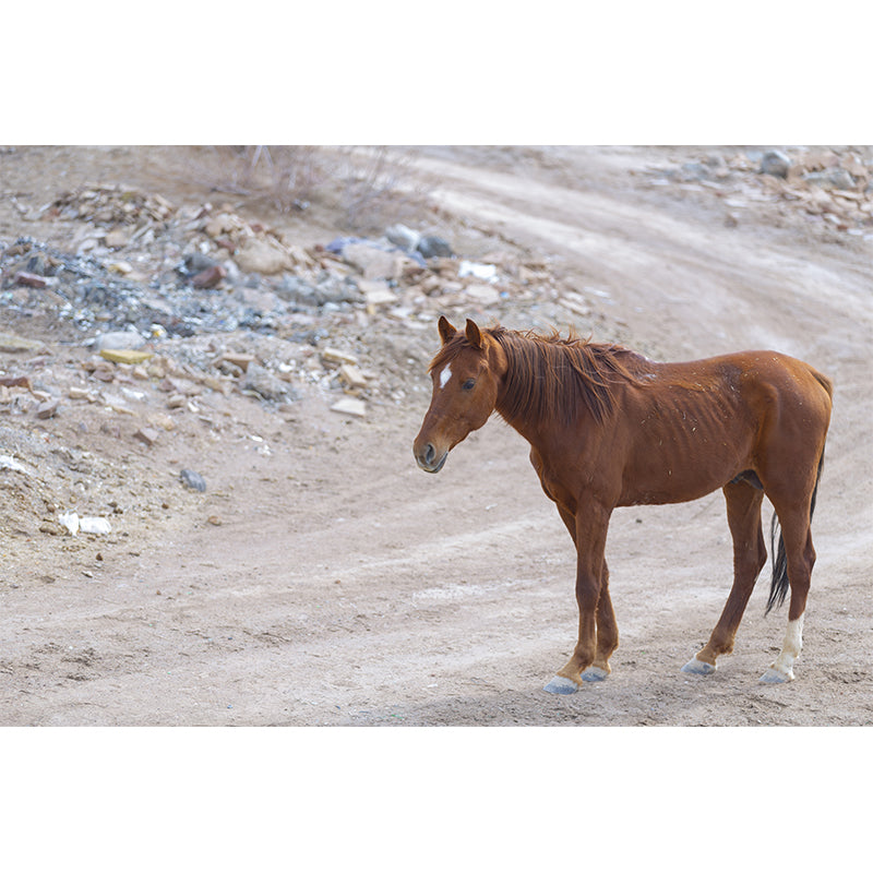 Horse Animal Mural Wallpaper for Home Decor Full Size, Moisture Resistant