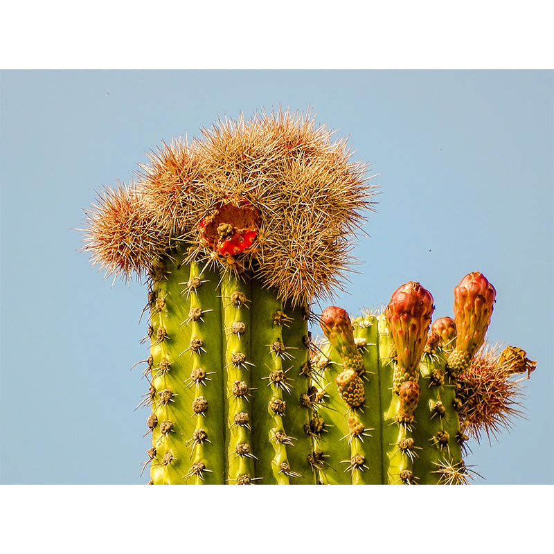 Tropical Plant Cactus Mural Wallpaper Contemporary Wall Covering for Study Room