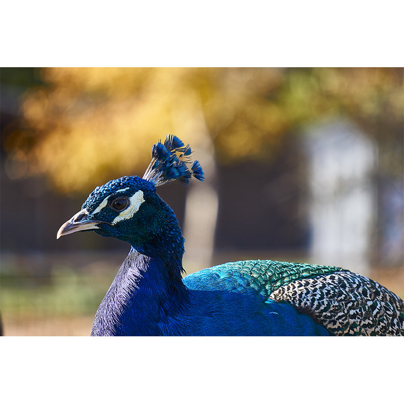 Tropical Peacock Photo Moisture Resistant Mural Decal Modern Wall Decor for Bedroom