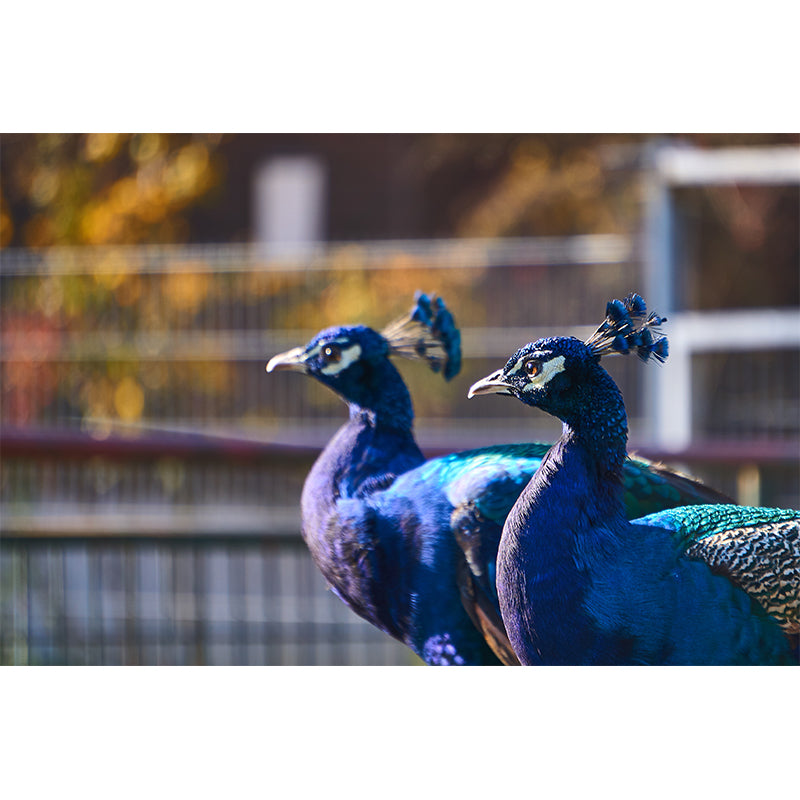 Blue Peacock Mural Decal Modern Style Washable Home Decor, Custom Size