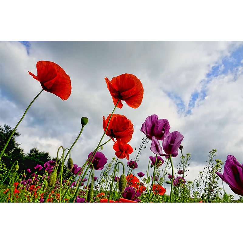 Poppies Flowe Mural Decal Contemporary Wallpaper Eco-friendly Wall Decor for Bedroom