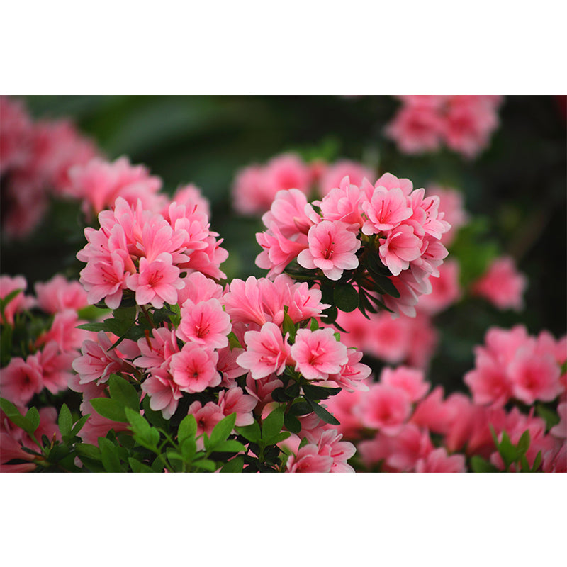 Azalea Flowe Mural Decal Contemporary Wallpaper Eco-friendly Wall Decor for Bedroom