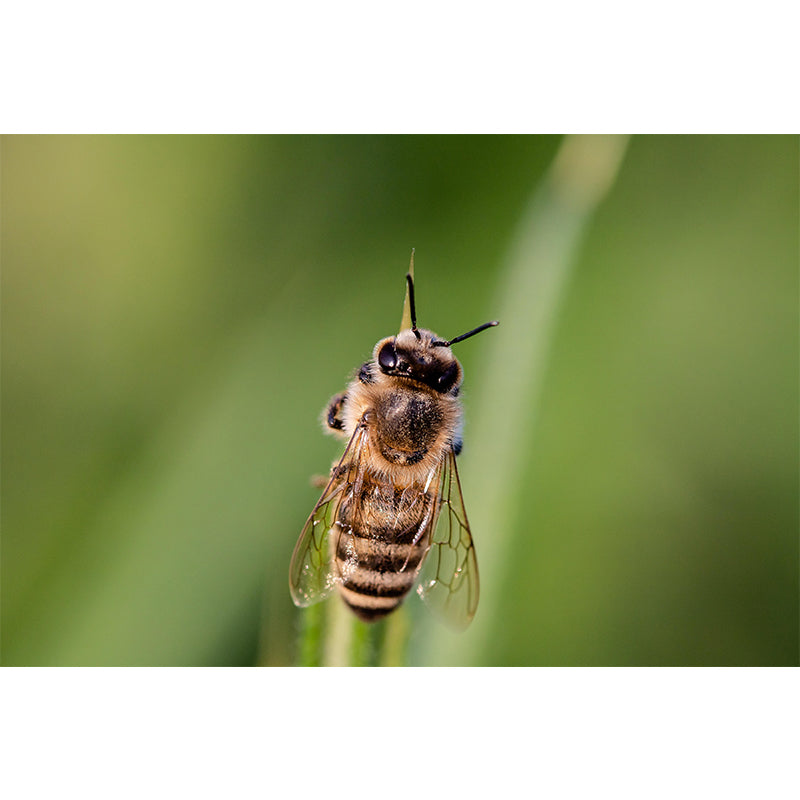 Hardworking Bee Mural Wallpaper Moisture Resistant for Living Room Bedroom