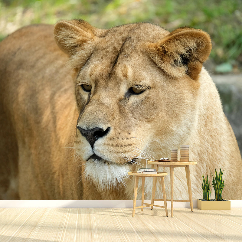 Lioness Mural Decal Contemporary Wallpaper Eco-friendly Wall Decor for Bedroom