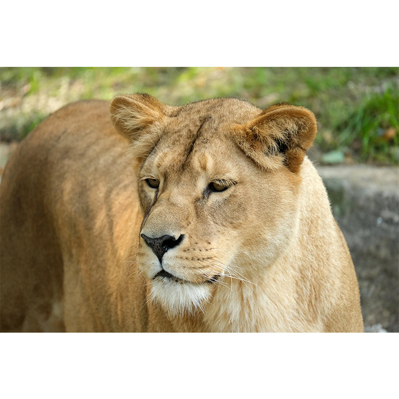 Lioness Mural Decal Contemporary Wallpaper Eco-friendly Wall Decor for Bedroom