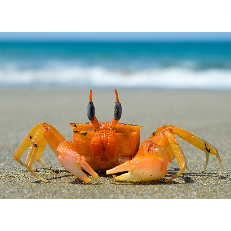 Photography Crab Mural Wallpaper Moisture Resistant Living Room Wall Decor