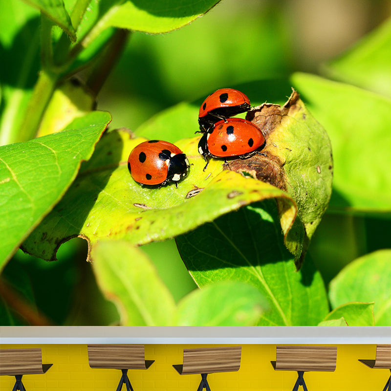 Little Ladybug Mural Wallpaper Moisture Resistant for Living Room Bedroom