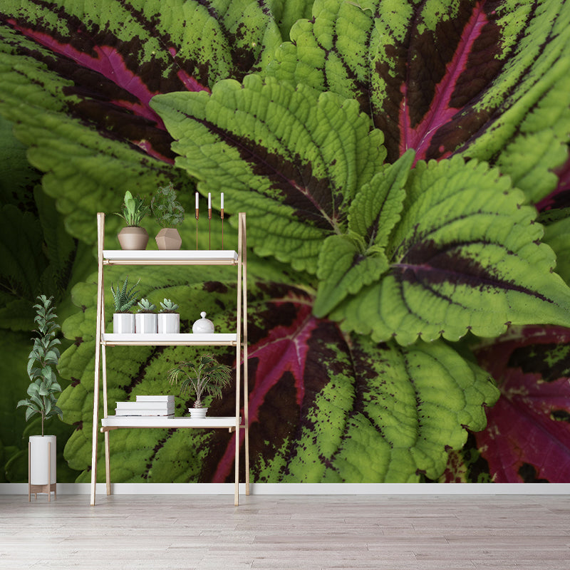 Coleus Leaves Mural Wallpaper Stain Resistant Wall Covering for Living Room