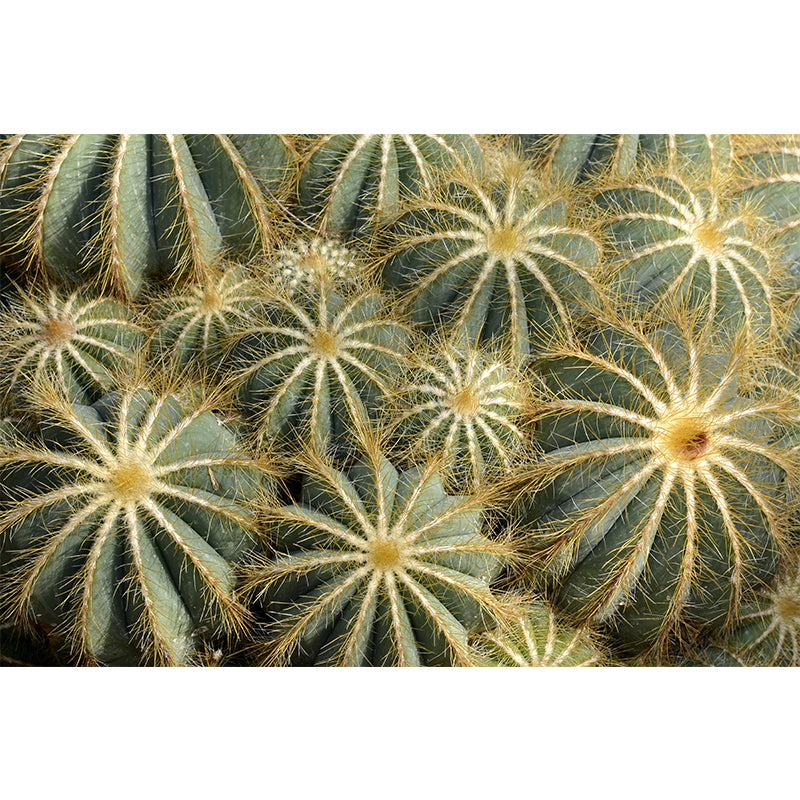 Customized Modern Plants Mural Wallpaper with Cactus Pattern Mildew Resistant