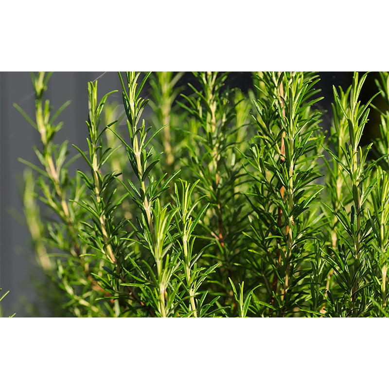 Rosemary Painting Mural Decal Modern Mildew Resistant Wall Covering for Decoration