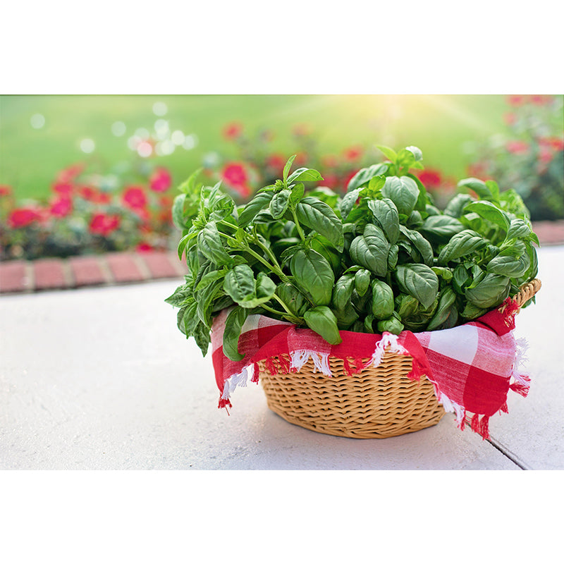 Basil Leaf Painting Mural Decal Modern Mildew Resistant Wall Covering for Decoration