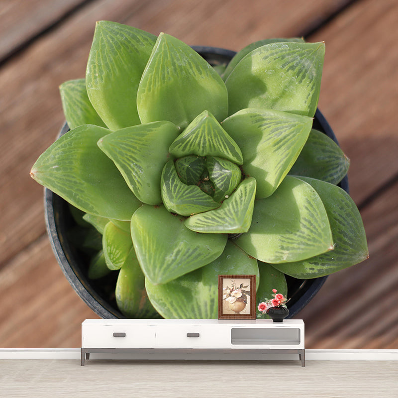 Succulent Potted Plants Mural Wallpaper Stain Resistant Wall Covering for Living Room