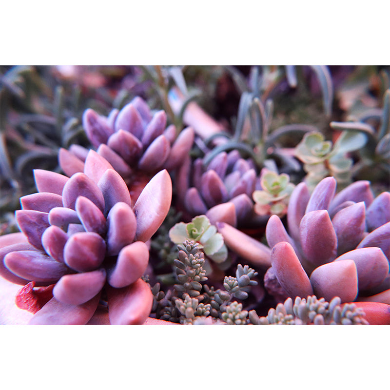 Succulent Potted Plants Mural Wallpaper Stain Resistant Wall Covering for Living Room